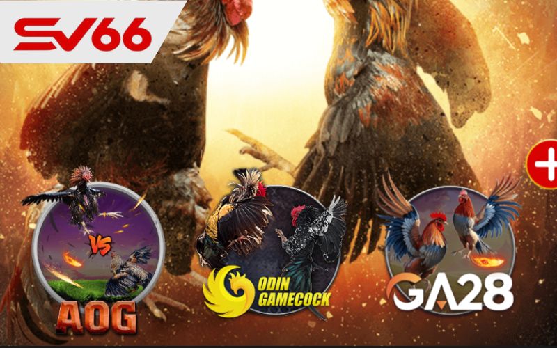 Các sảnh đá gà hiện có tại SV66