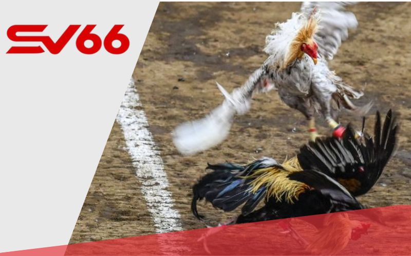 Đá gà trực tuyến SV66