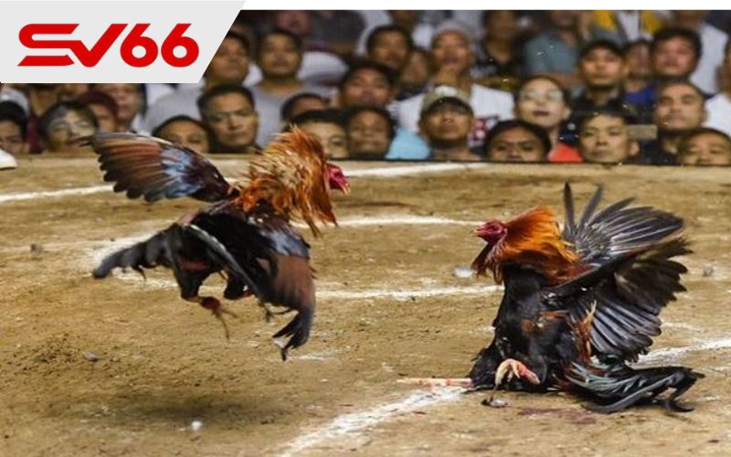 Những ưu điểm khi tham gia đá gà tại SV66