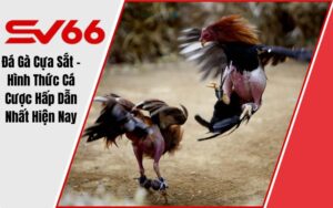 Đá Gà Cựa Sắt - Hình Thức Cá Cược Hấp Dẫn Nhất