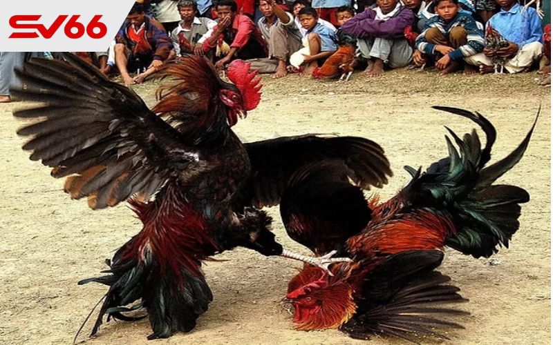 Giới thiệu về hình thức đá gà cựa sắt