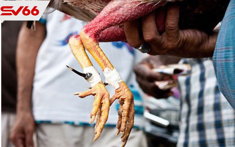 Luật chơi đá gà cựa sắt